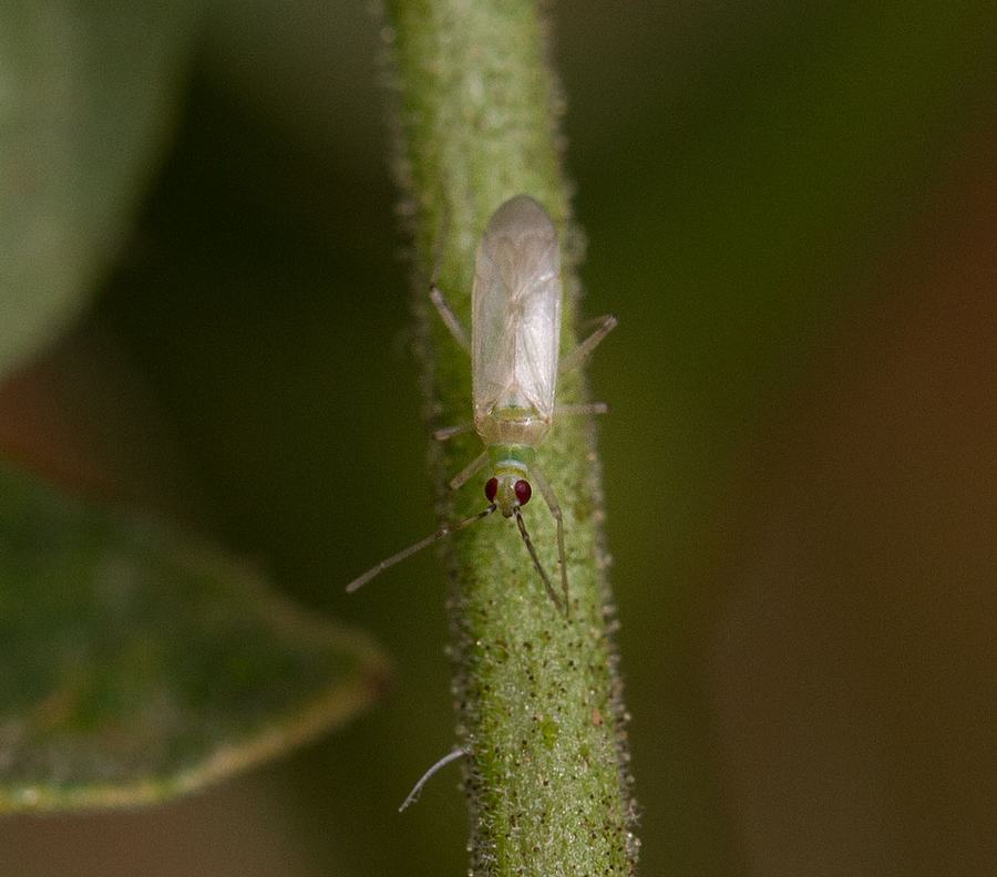 Tomato bug adult on stem. Photo by Debbie Roos.