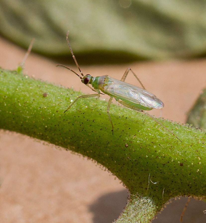 Tomato bug adult. Note the beak tucked underneath the head. Photo by Debbie Roos.