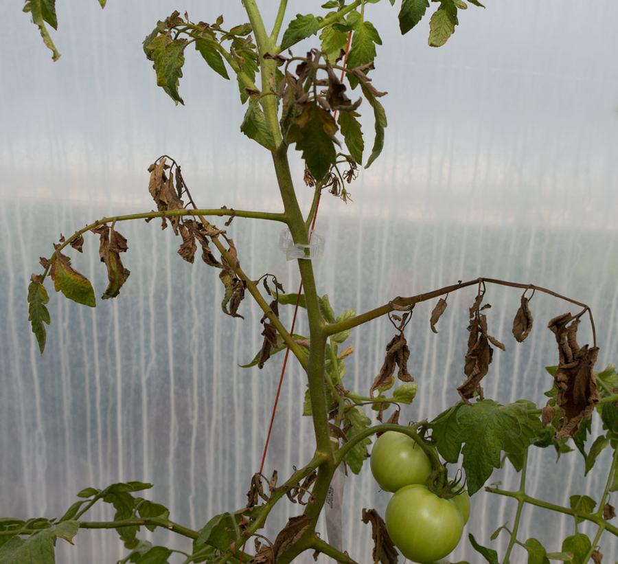 Damage caused by tomato bug feeding. Photo by Debbie Roos.