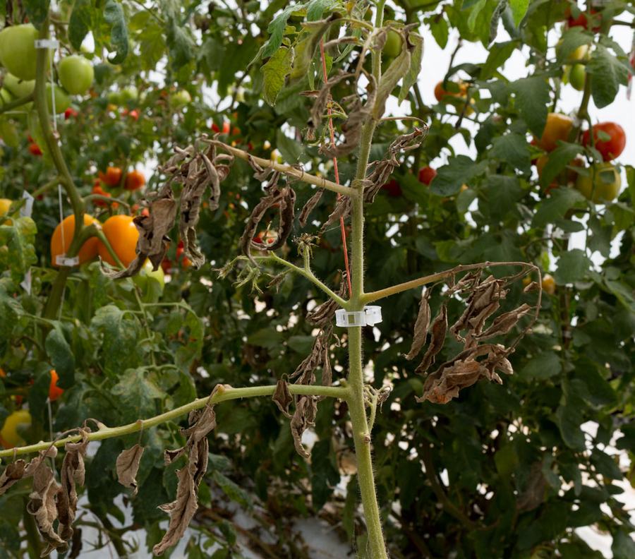 Damage caused by tomato bug feeding. Photo by Debbie Roos.