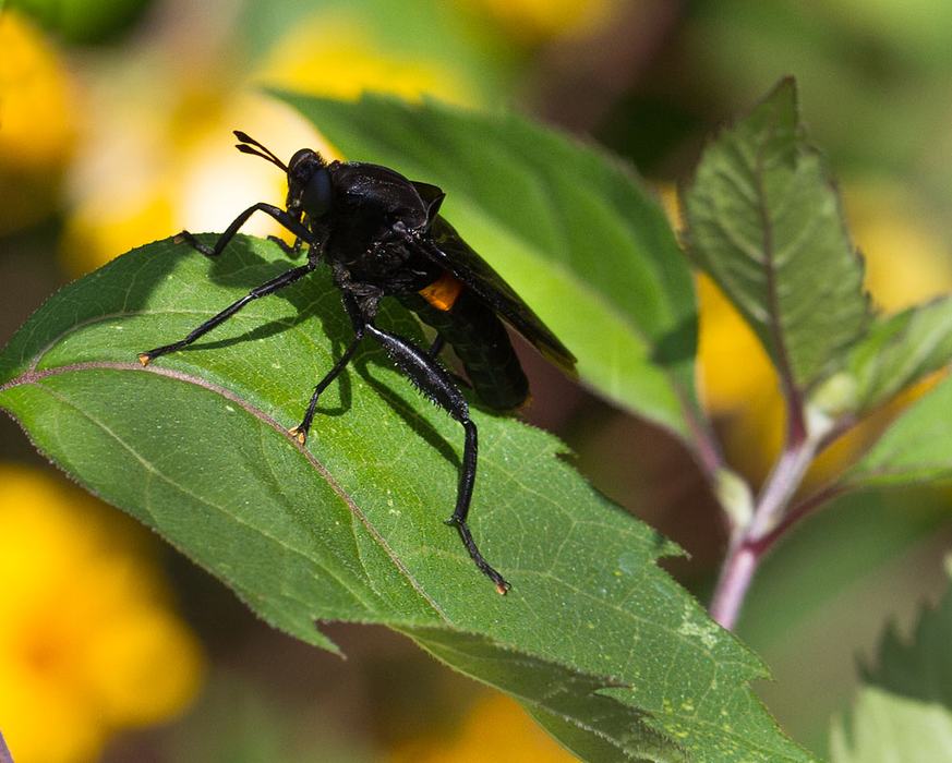 Mydas fly (Mydas clavata) on oxeye daisy