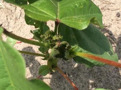 Terminal injured presquaring from plant bugs