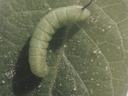 Young, early instar, hornworm larva. Photo: Jeremy Slone