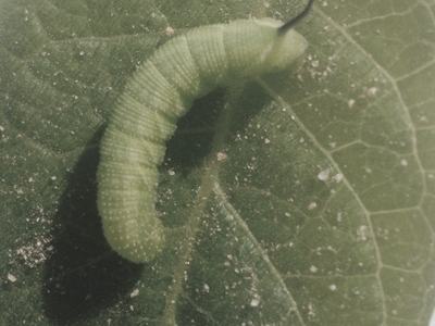 Young, early instar, hornworm larva. Photo: Jeremy Slone