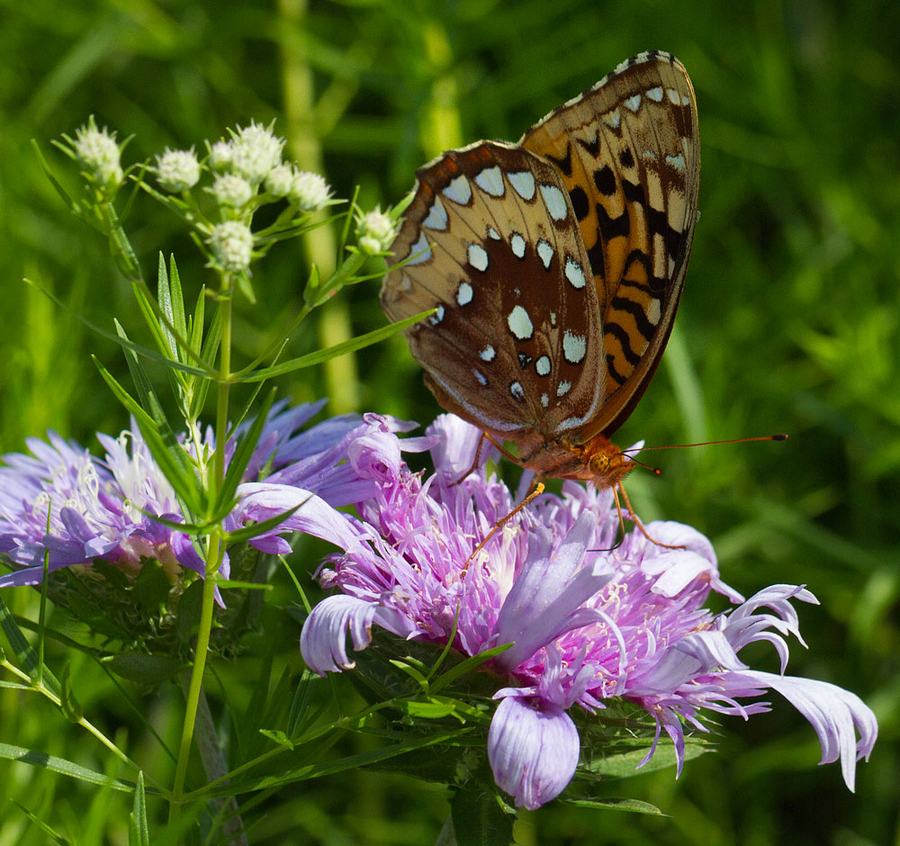 Great spangled fritillary on stoke's aster 