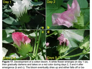 Four-panel sequence showing cotton bloom development days 1–7: white bud, pinking, reddening, dried bloom