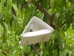 Delta trap hanging in tree