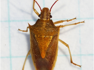 Rice stink bug adults are cigar shaped.