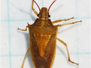 Rice stink bug adults are cigar shaped.