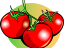 Three red tomatoes on a green vine over a yellow-green circular background