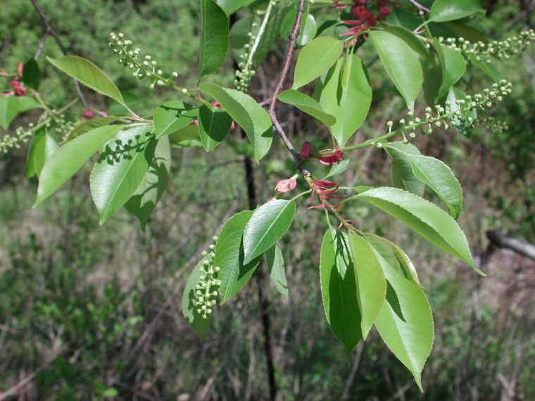 If You Own Cattle, Watch Out for Those Wild Cherry Trees in Your Pasture!!  - Wilkes County Center | N.C. Cooperative Extension
