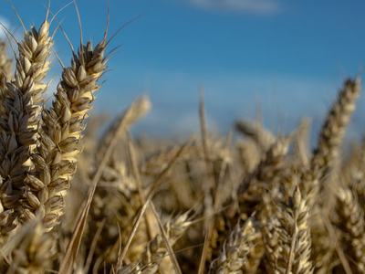 Ripe wheat heads in a field with a clear blue sky background