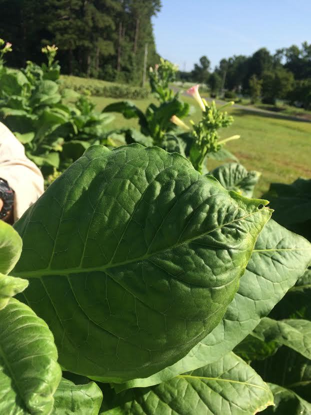 Figure 5. Calcium deficiency.  Note the rounded leaf look, as opposed to the normal oblong shape, and the pinched leaf tip.