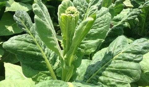 kale tobacco Calcium Deficiency - Tobacco Growers Information