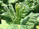 Green leafy brassica with central flower bud and a hand touching a lower leaf