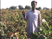 Man standing in a cotton field holding up a cotton boll