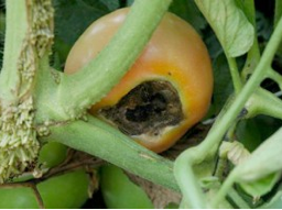 Blossom End Rot Tomato