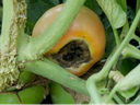 Blossom End Rot Tomato
