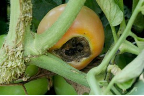 Blossom End Rot Tomato