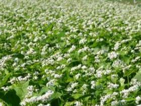 Buckwheat Photo credit:Whole Grains Council
