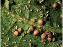Cotton aphid mummies (large, pink and round) from parasitism.
