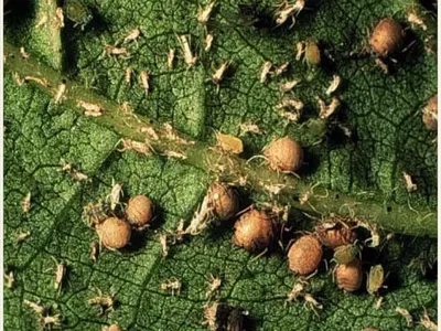 Cotton aphid mummies (large, pink and round) from parasitism.