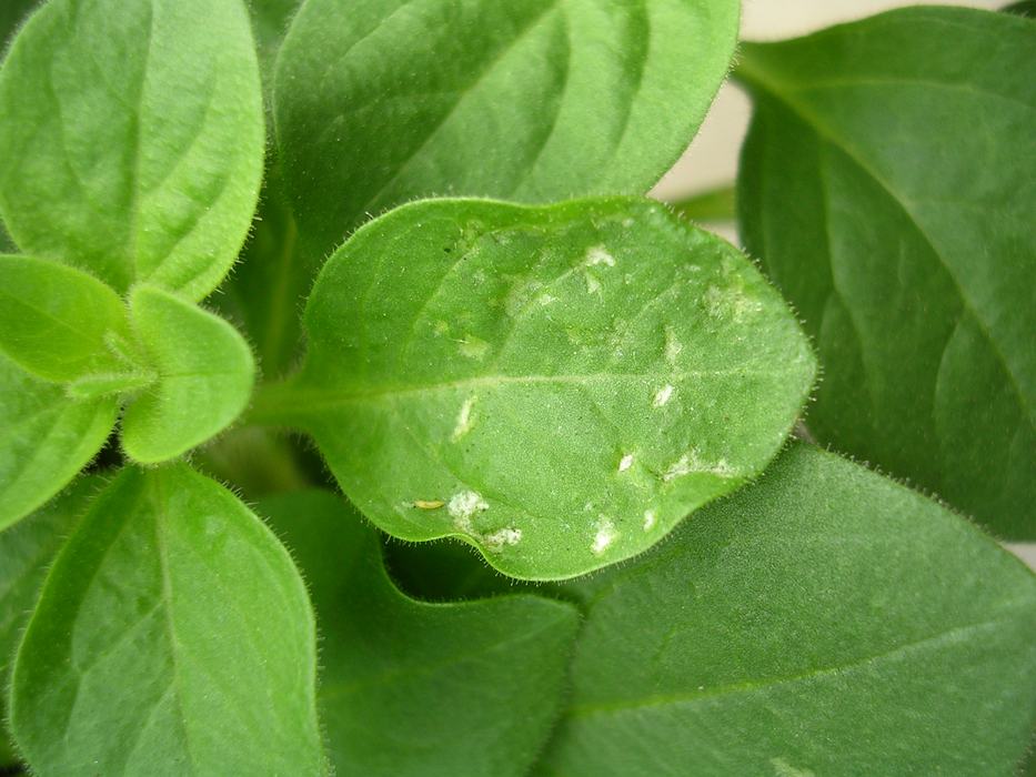 Thrips and damage on petunia. Photo: SD Frank