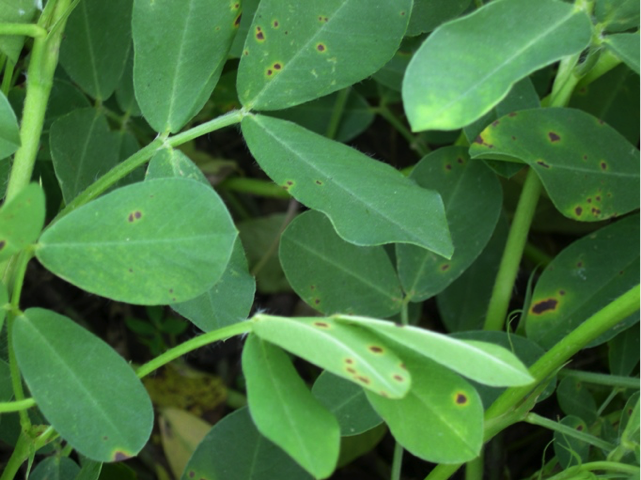Figure 1. Early leaf spot of peanut