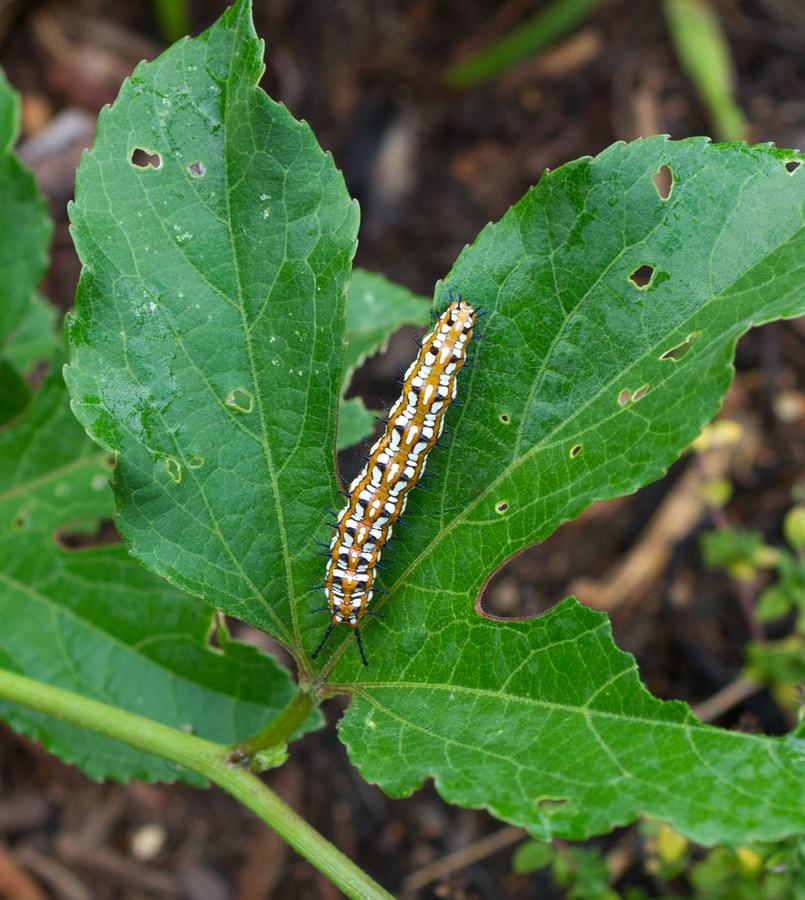 Variegated fritillary caterpillar on passion flower vine. Photo by Debbie Roos.