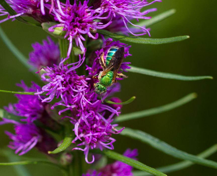 Sweat bee on gayfeather (Liatris spicata).