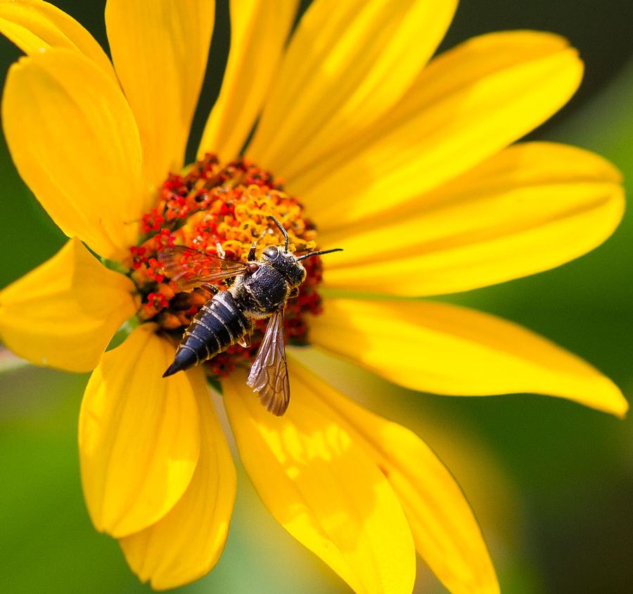 Cuckoo-leaf-cutter bee (Coelioxys sp.) on the oxeye daisy (Heliopsis helianthoides). They are cleptoparasites of leaf-cutter bees.
