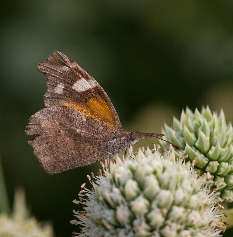 American snout butterfly (Libytheana carinenta) on rattlesnake master (Eryngium yuccifolium). Photo by Debbie Roos.