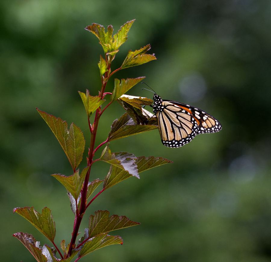 Monarch on eastern ninebark