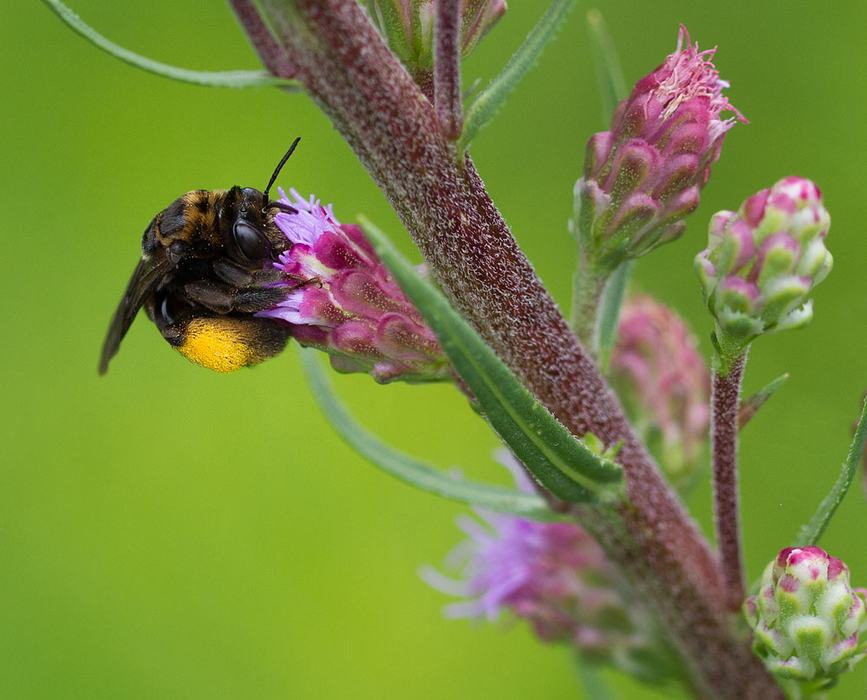 Sunflower bee on blazing star.