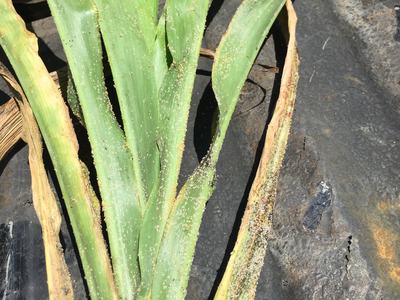 Pre-boot sorghum injured by sugarcane aphid. Photo courtesy of Jeremy Barnes.
