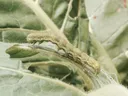 Green caterpillar crawling along the edge of a fuzzy leaf