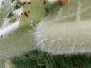 Fuzzy green leaf with multiple small red mites on its surface