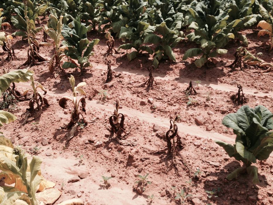 plant disease