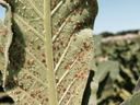 Leaf underside densely covered with small red aphids and white shed skins