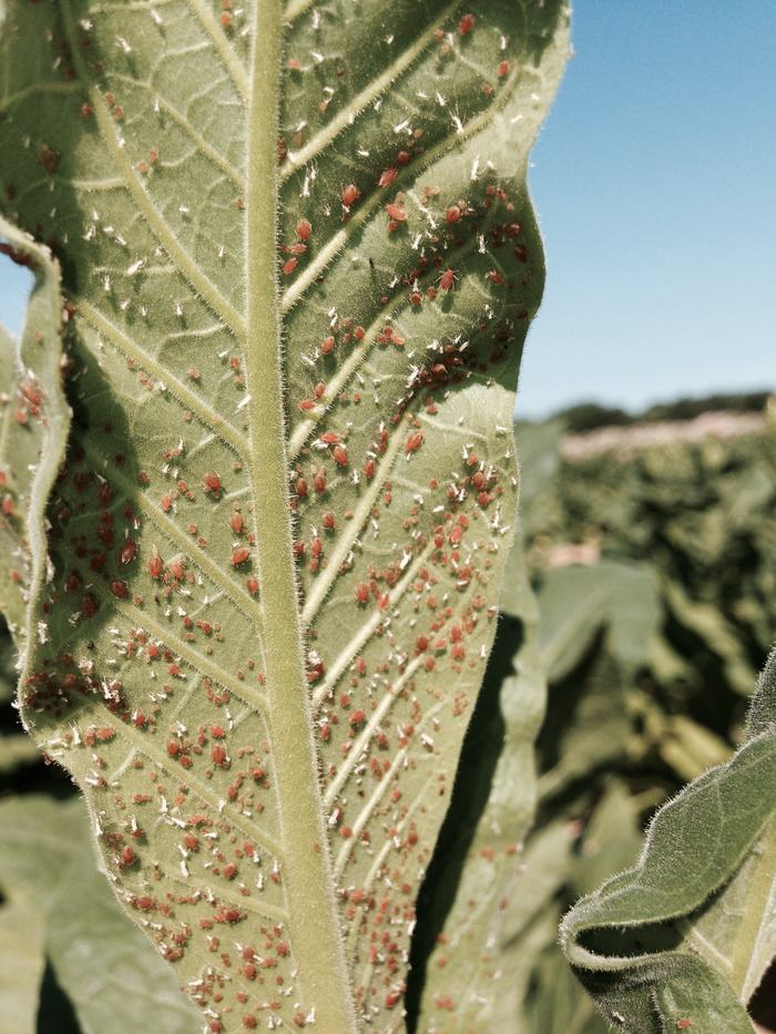 Tobacco Insect Scouting Report, July 31 2015 - Tobacco Growers Information 