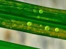 Two green grass blades with small round dew droplets