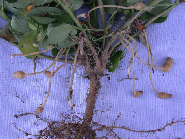 Figure 3. R3, very early pod stageof peanut