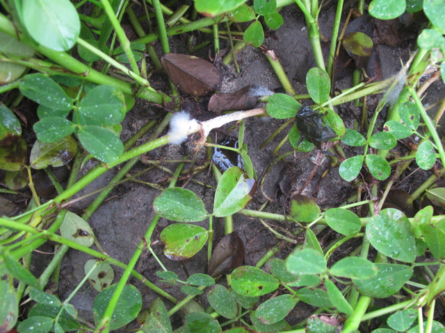 Figure 4. Sclerotinia blight of peanut. The typical fluffy fungus growth is most visible in early morning.