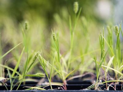 Young grass seedlings with seed heads growing in a nursery tray