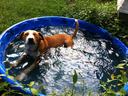 Brown-and-white dog lying in a blue plastic kiddie pool outdoors