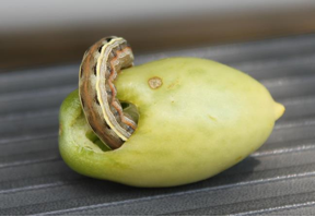 Tomato Fruit Worm