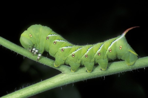 Tomato Hornworm
