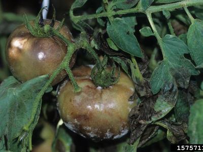 Two mature tomatoes on vine with white fuzzy mold, discolored spots, and wilted leaves