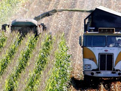 Forage harvester chopping corn and blowing silage into an adjacent truck