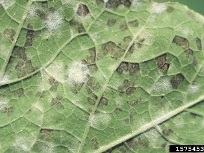 Leaf with powdery mildew and dark lesions, label "1575453"